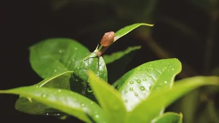 《龙腾世纪4》发售日曝光！预告片发布倒计时