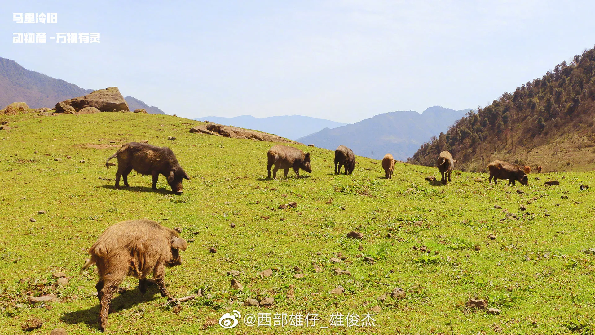 WBG惨遭BLG暴打！粉丝怒喷上单Breathe：到底会玩什么？