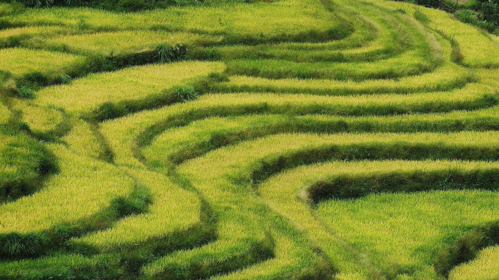 《黑神话》的疯狂致敬！花果山的树"欺骗"《我的世界》