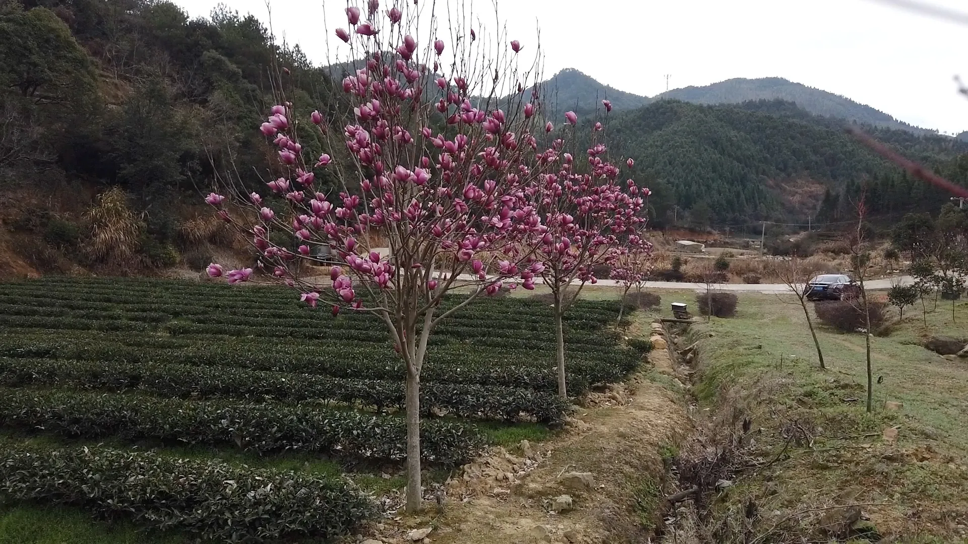 永劫无间的秘密武器：美女主持和解说