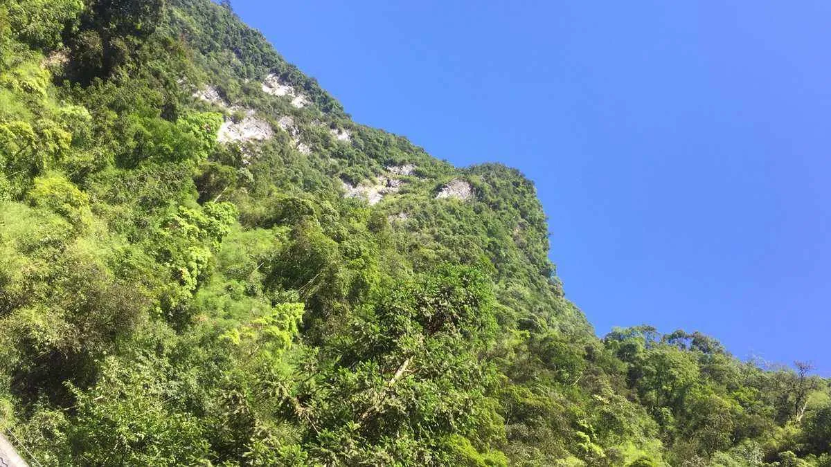 魂师对决：SP朱竹清神器实测报告！