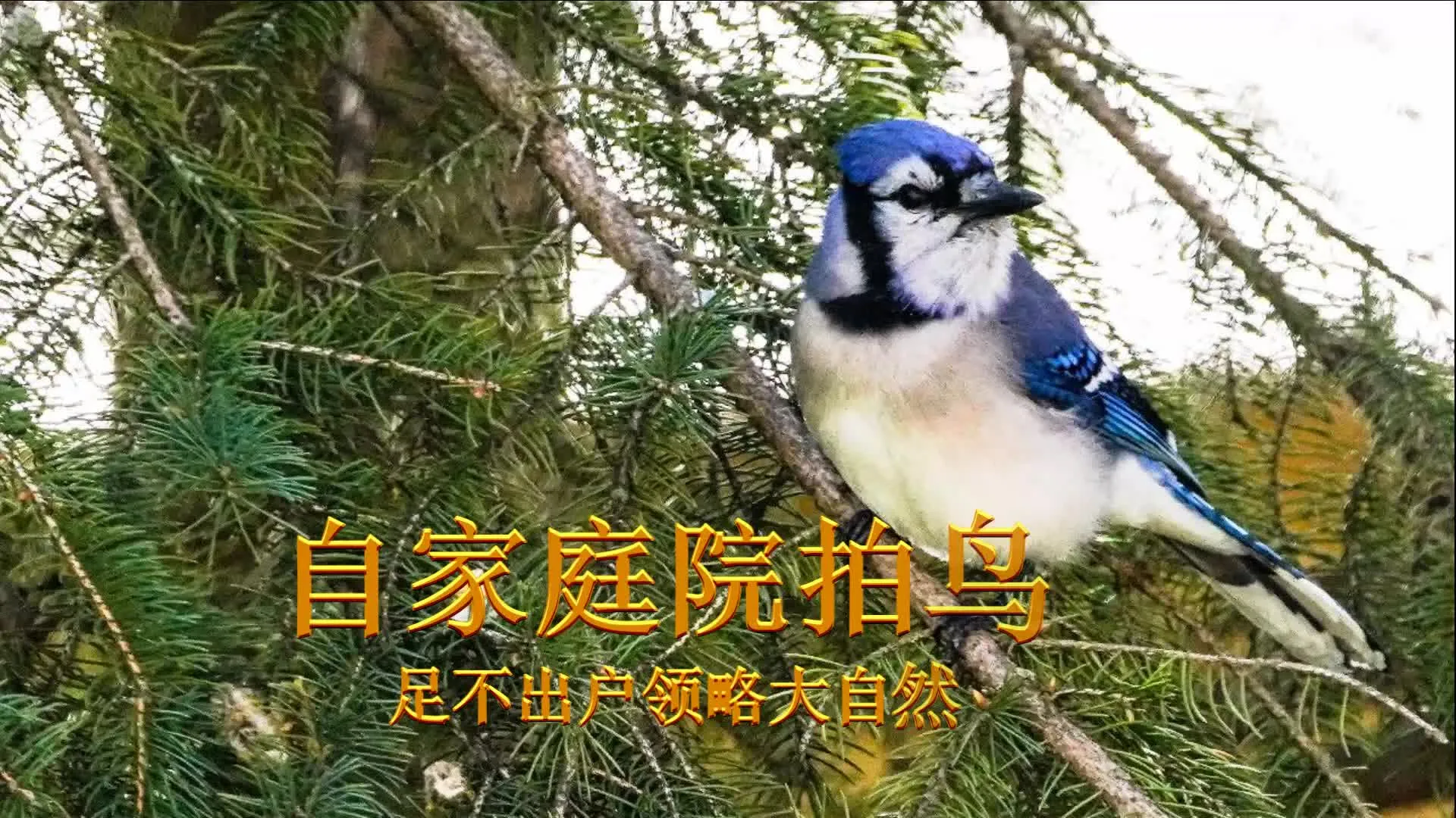 "躺赢狗"的生活真的如意吗？探索松弛感的神秘世界