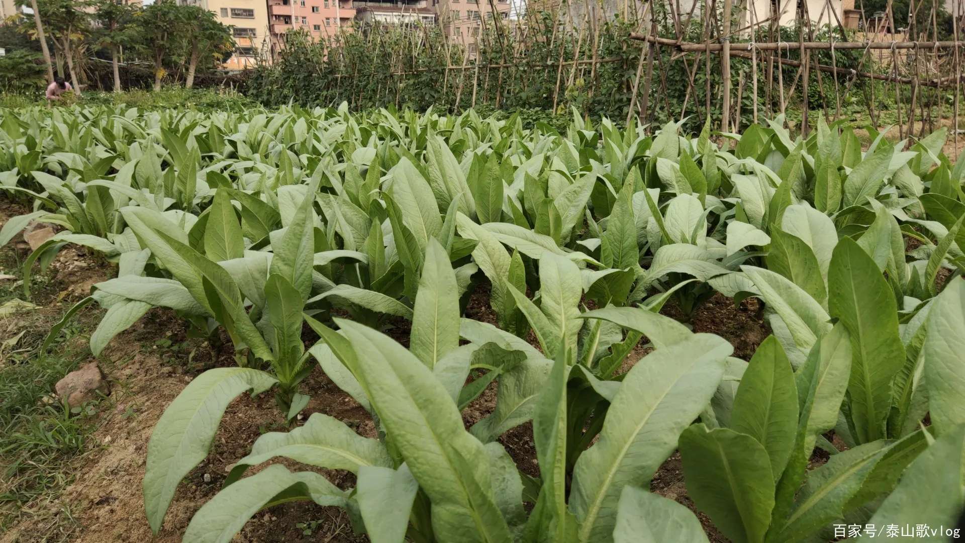 钢岚中的战术机兵：谁才是最不亏的选择？